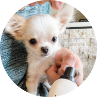Daniel & Cooper, Labrador