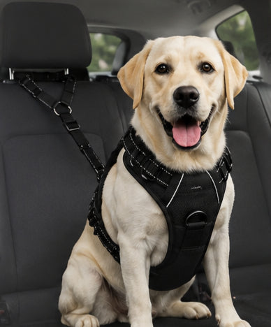 Perfect for Road Trips
