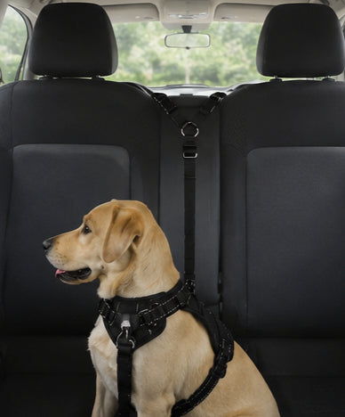 Finally, Stress-Free Car Rides
