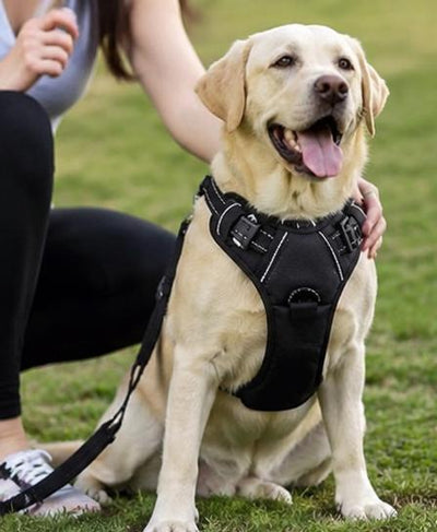 A Perfect Fit for Our Daily Walks!
