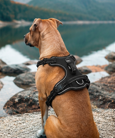Strong, Comfortable & Easy to Use